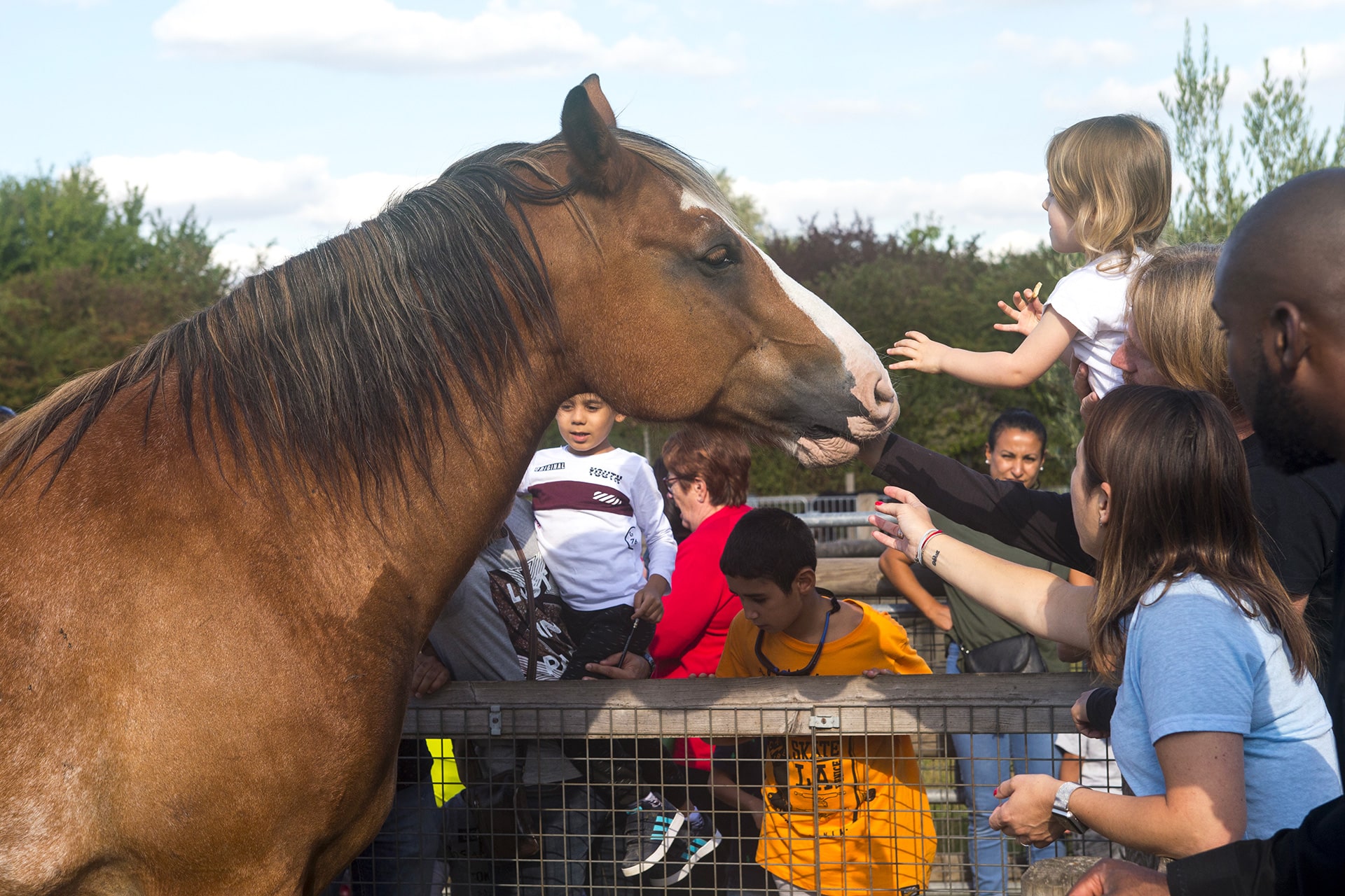 Caramel, le cheval emblématique de la ferme pédagogique, au contact des visiteurs lors des portes ouvertes.